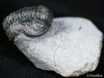 Nicely Presented Gerastos Trilobite #2511-1
